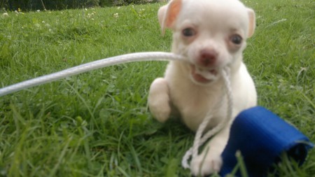 un jour je serai chien de traineau